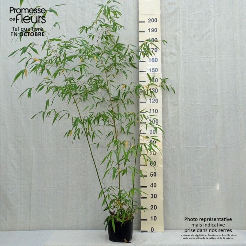 Ejemplar de Phyllostachys iridescens - Bambú Maceta 4L/5L entregado en otoño