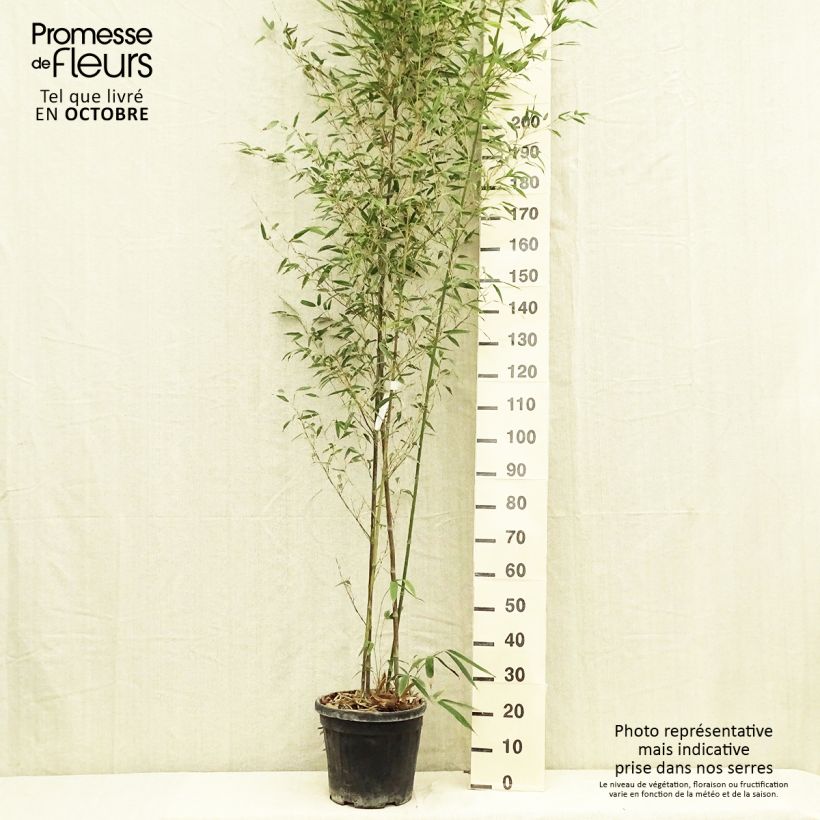 Ejemplar de Phyllostachys nigra Boryana - Bambú negro Maceta 12L/15L entregado en otoño