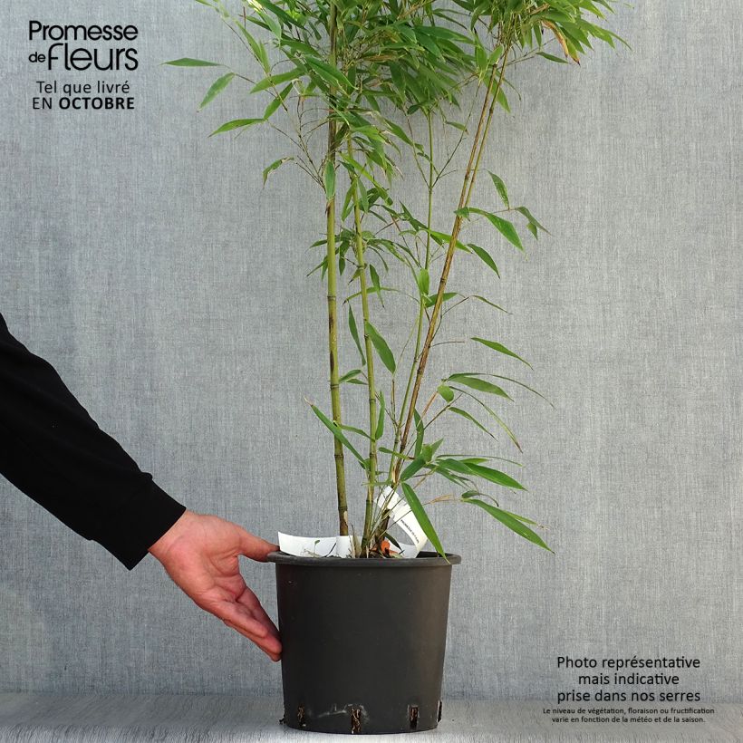 Ejemplar de Phyllostachys nigra Boryana - Bambú negro Maceta 4L/5L entregado en otoño