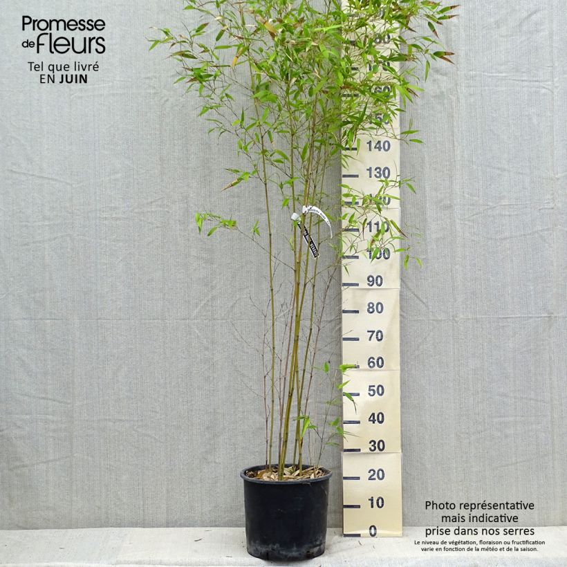 Ejemplar de Phyllostachys nigra Henonis - Bambú negro Maceta 12L/15L entregado en verano