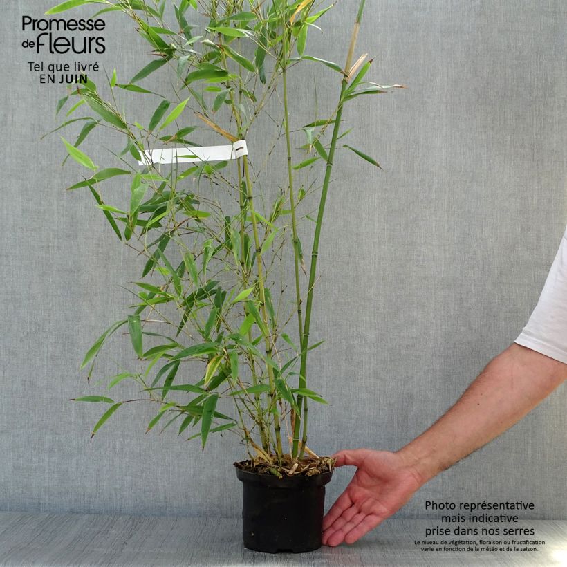 Ejemplar de Phyllostachys nigra Henonis - Bambú negro Maceta 2L/3L entregado en verano