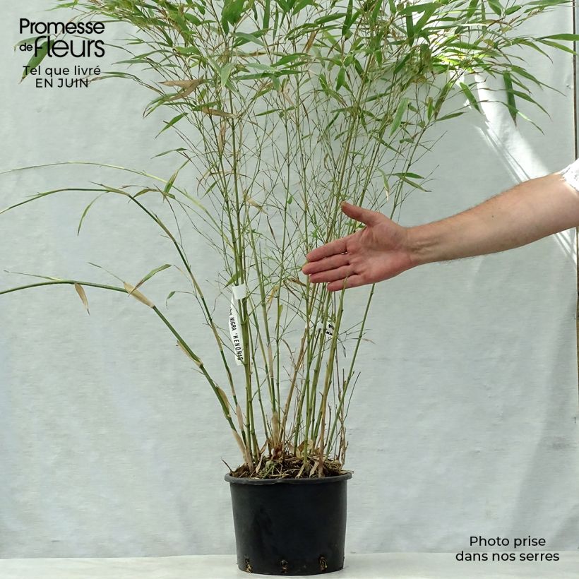 Ejemplar de Phyllostachys nigra Henonis - Bambú negro Maceta 4L/5L entregado en verano