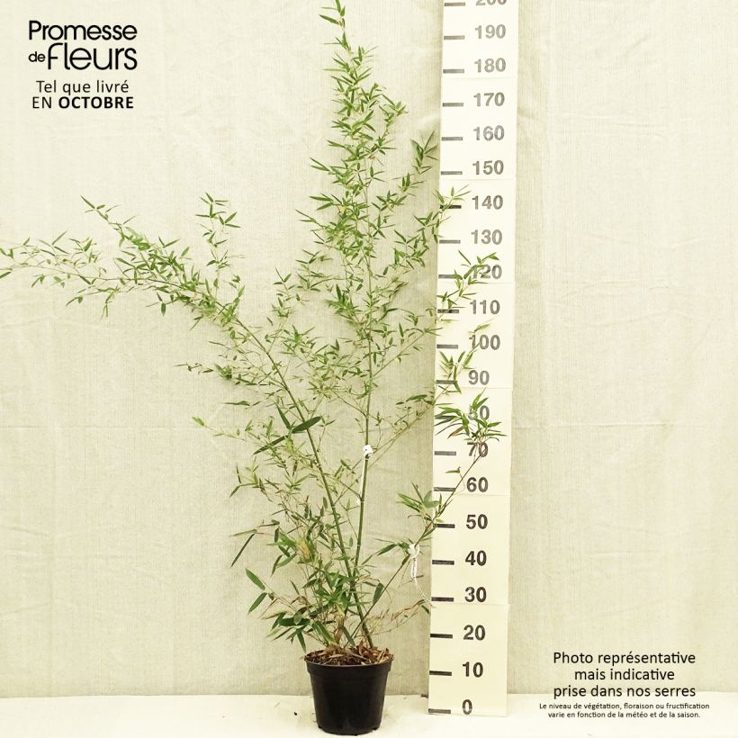 Ejemplar de Phyllostachys parviflora - Bambú Maceta 4L/5L entregado en otoño