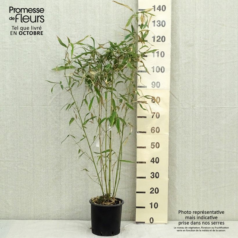 Ejemplar de Phyllostachys rubromarginata - Bambú Maceta 4L/5L entregado en otoño