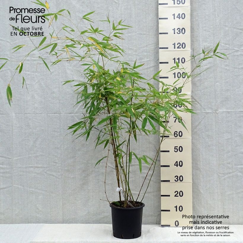 Ejemplar de Phyllostachys viridiglaucescens - Bambú Maceta 4L/5L entregado en otoño