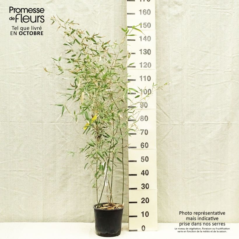 Ejemplar de Phyllostachys viridis Sulphurea - Bambú Maceta 2L/3L entregado en otoño