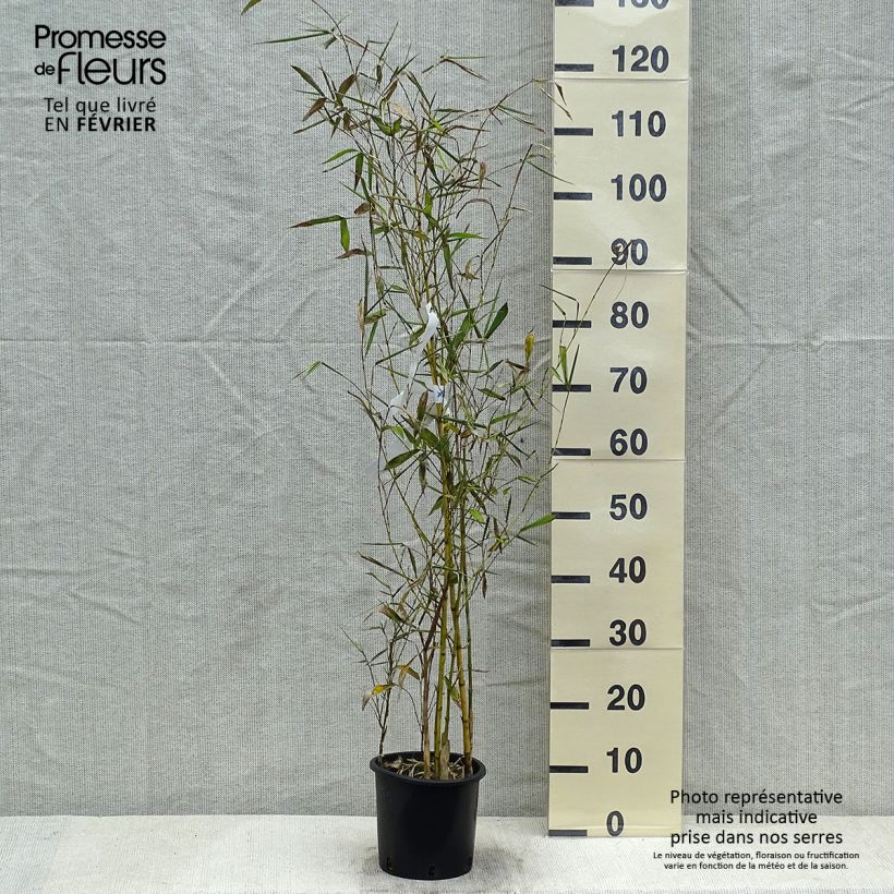 Phyllostachys viridis Sulphurea - Bambú Maceta 2L/3LAltura de entrega aprox. 30/40cm Ejemplar entregado en invierno