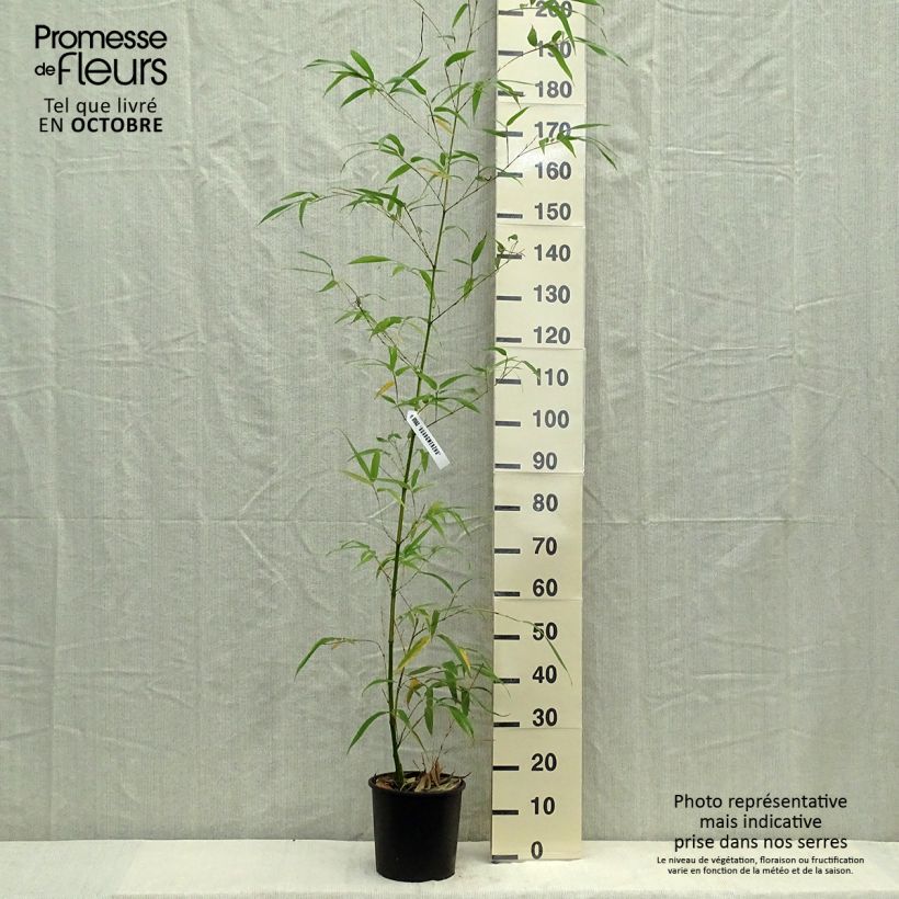 Ejemplar de Phyllostachys vivax Aureocaulis - Bambú Maceta 4L/5L entregado en otoño