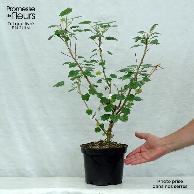 Ejemplar de Phymosia umbellata - Fimosia Maceta 4L/5LAltura de entrega aprox. 40/50cm entregado en verano