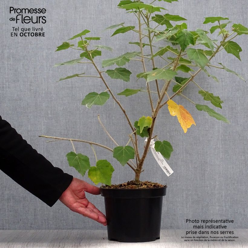 Ejemplar de Phymosia umbellata - Fimosia Maceta 4L/5L entregado en otoño