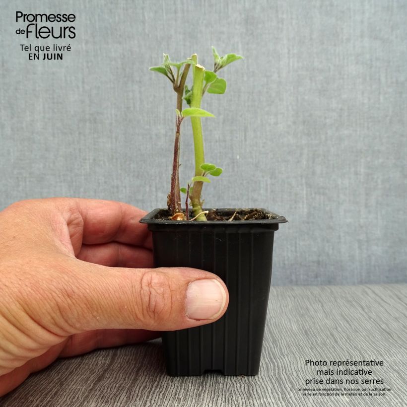 Ejemplar de Aguaymanto Bio - Physalis peruviana Maceta de 7/8 cm entregado en verano