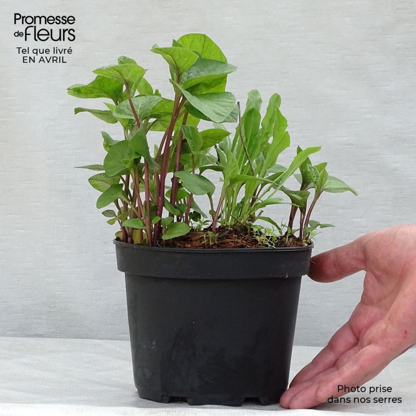 Physalis alkekengi - Linterna china Maceta 2L/3L Ejemplar entregado en la primavera