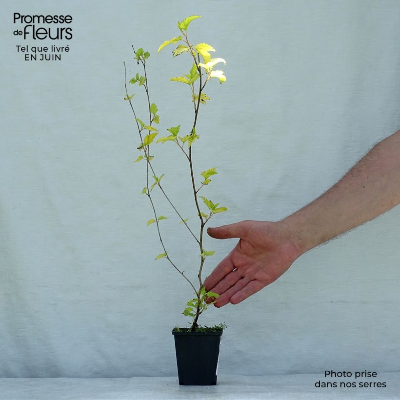 Ejemplar de Physocarpus opulifolius Dart's Gold Maceta de 8/9 cmAltura de entrega aprox. 10/15cm entregado en verano