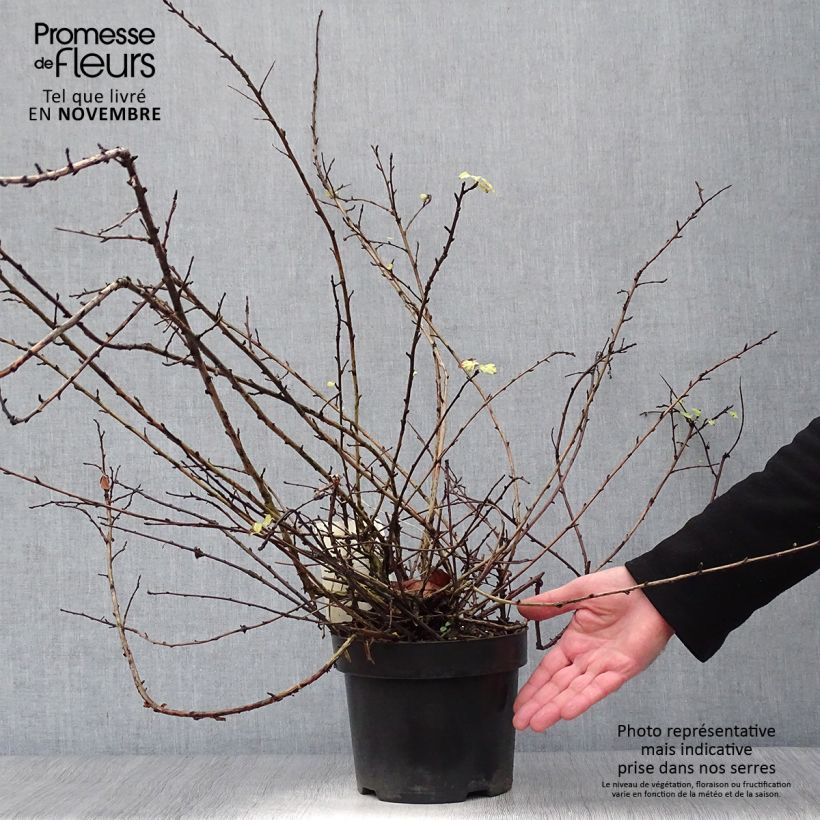 Ejemplar de Physocarpus capitatus Tilden Park Maceta 3L/4L entregado en otoño