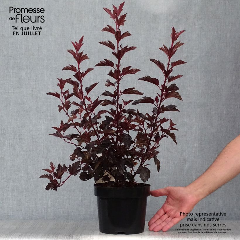 Ejemplar de Physocarpus opulifolius All Black - Physocarpe noir en pot de 3/4L entregado en verano