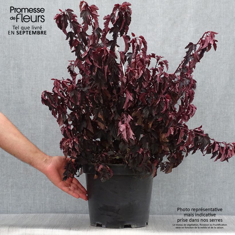 Ejemplar de Physocarpus opulifolius All Black Maceta 7,5L/10L entregado en otoño