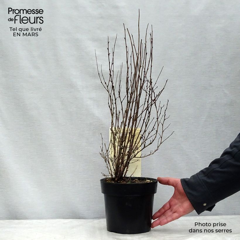 Physocarpus opulifolius Burgundy Candy Maceta 2L/3L Ejemplar entregado en la primavera