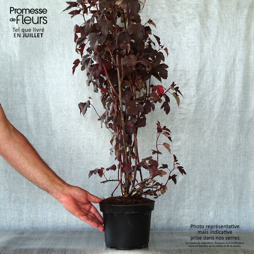 Ejemplar de Physocarpus opulifolius Diabolo Maceta 3L/4L entregado en verano