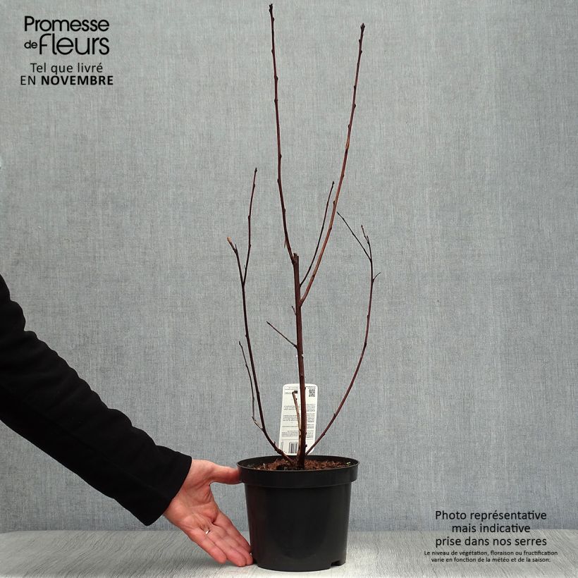 Ejemplar de Physocarpus opulifolius Lady in Red Maceta 3L/4L entregado en otoño