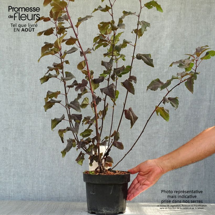 Ejemplar de Physocarpus opulifolius Lady in Red - Physocarpe à feuillage pourpre 30/40cm en pot de 3,5L entregado en verano