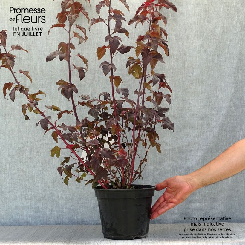 Ejemplar de Physocarpus opulifolius Lady in Red - Physocarpe à feuillage pourpre en pot de 3/4L entregado en verano