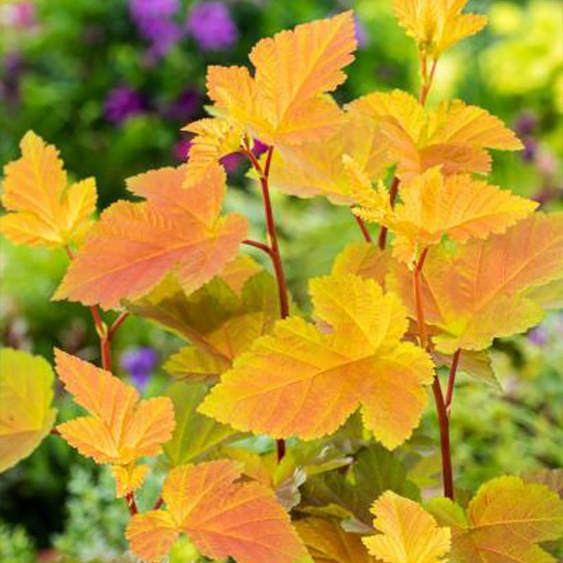 Physocarpus opulifolius Magic Ball (Follaje)