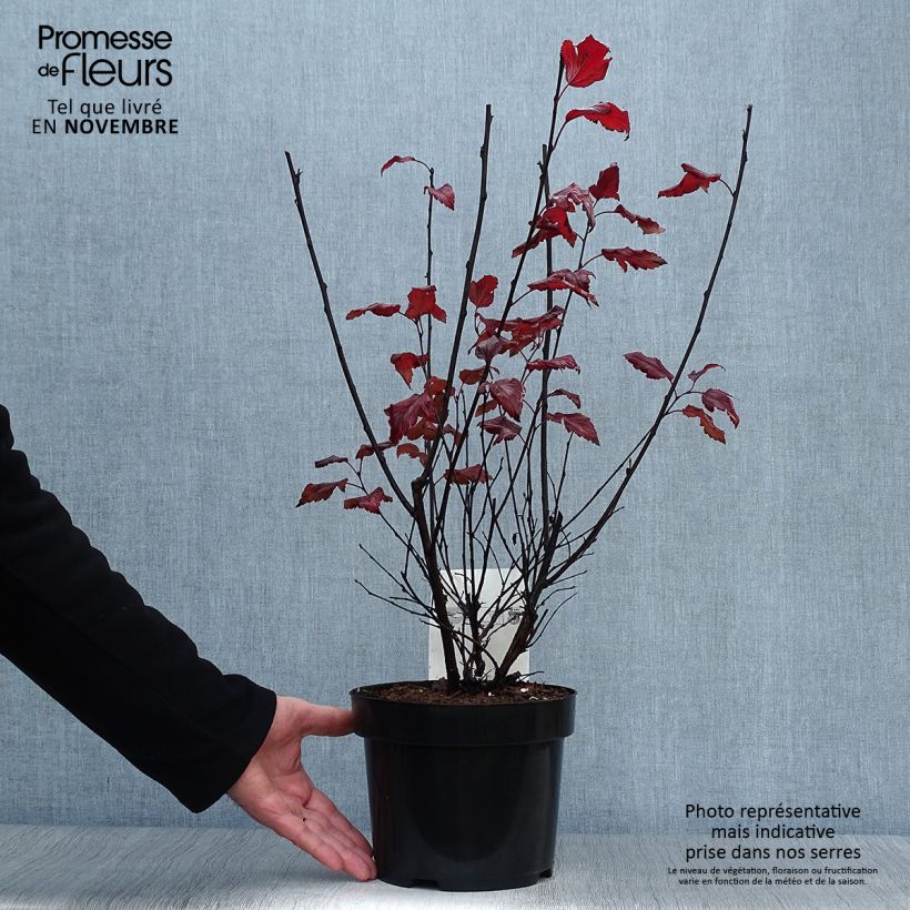 Ejemplar de Physocarpus opulifolius Summer Wine Maceta 3L/4L entregado en otoño