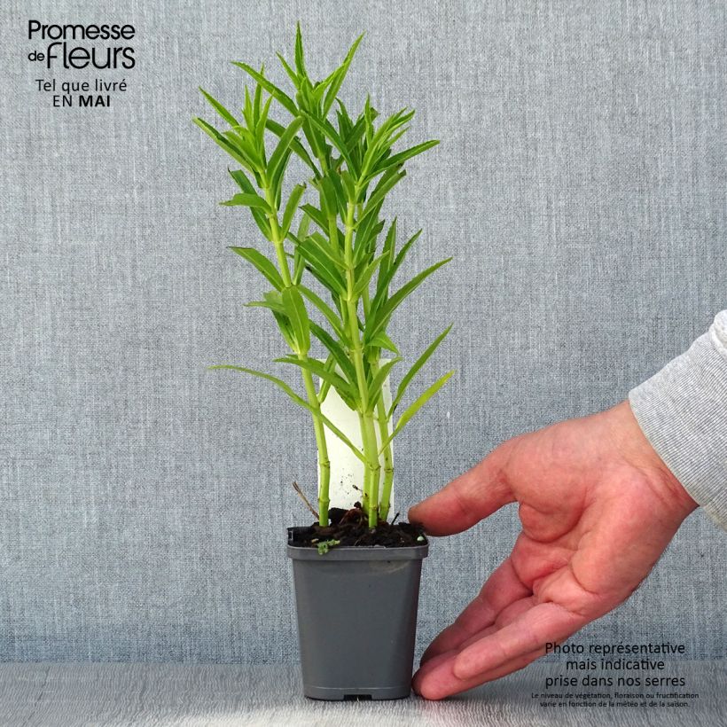 Physostegia virginiana Alba - Cataleptique blanche Godet de 8/9 cm Ejemplar entregado en la primavera
