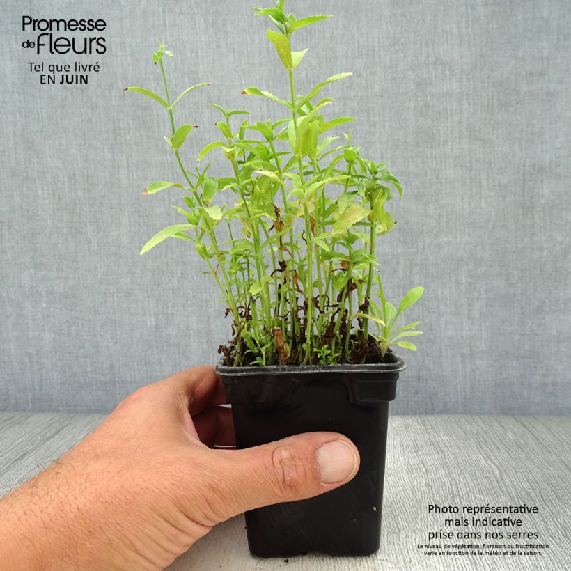Ejemplar de Physostegia virginiana Summer Snow - Cataleptique blanche Godet de 7cm entregado en verano