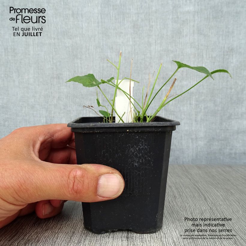 Ejemplar de Phyteuma scheuchzeri - Raiponce de Scheuchzer  Godet de 8/9 cm entregado en verano
