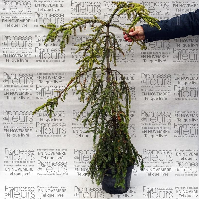 Ejemplo de ejemplar de Picea abies Aarburg - Pícea común Maceta 7,5L/10LAltura de entrega aprox. 100/120cm tal y como se entrega