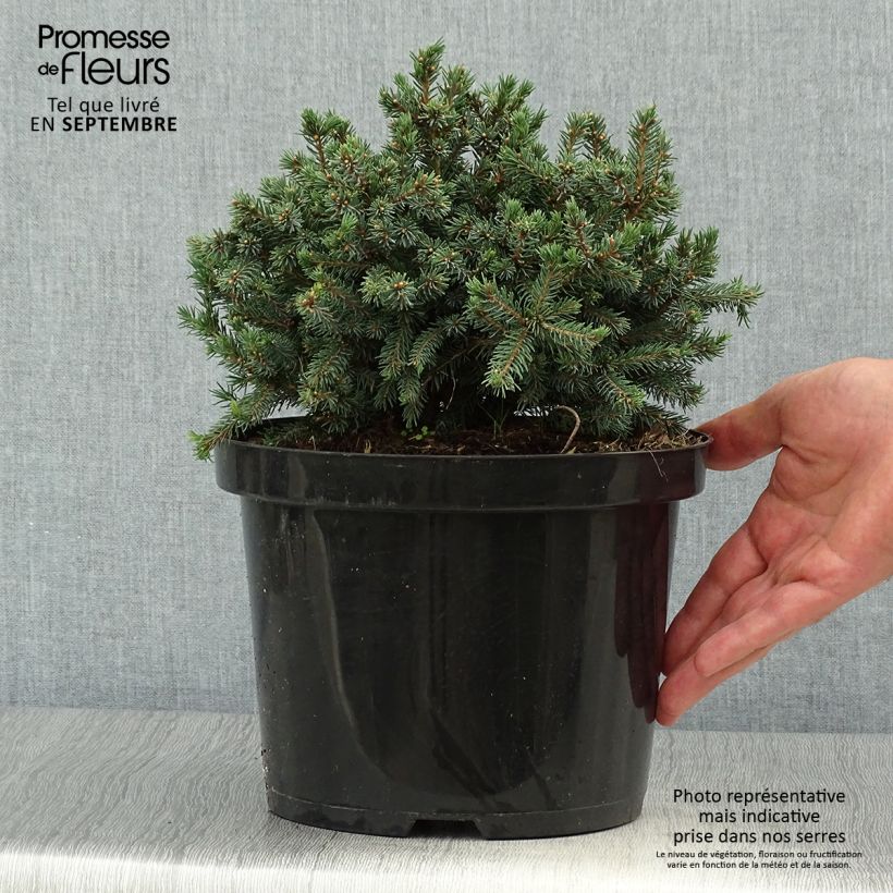 Ejemplar de Picea glauca Echiniformis Echt - Pícea blanca Maceta 4L/5L entregado en otoño