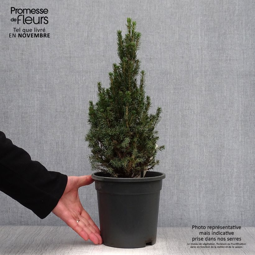 Ejemplar de Picea glauca Laurin - Pícea blanca Maceta 3L/4L entregado en otoño