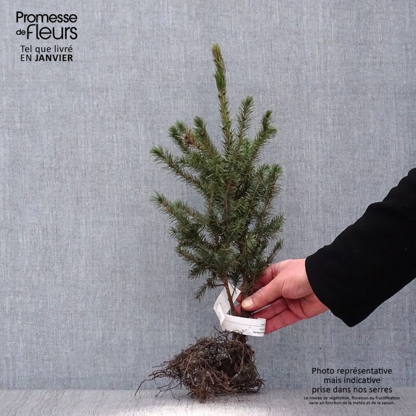 Picea omorika - Pícea de Serbia Raíces desnudasAltura de entrega aprox. 30/40cm Ejemplar entregado en invierno