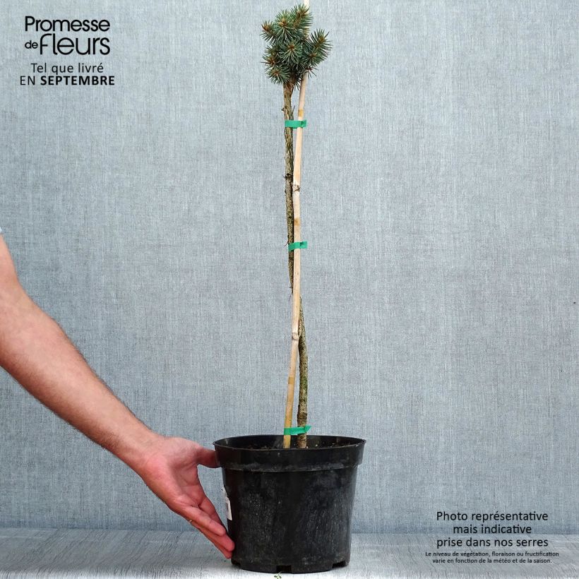 Ejemplar de Picea pungens Brynek - Pícea de Colorado Maceta 4L/5LAltura de entrega aprox. 40/60cm entregado en verano