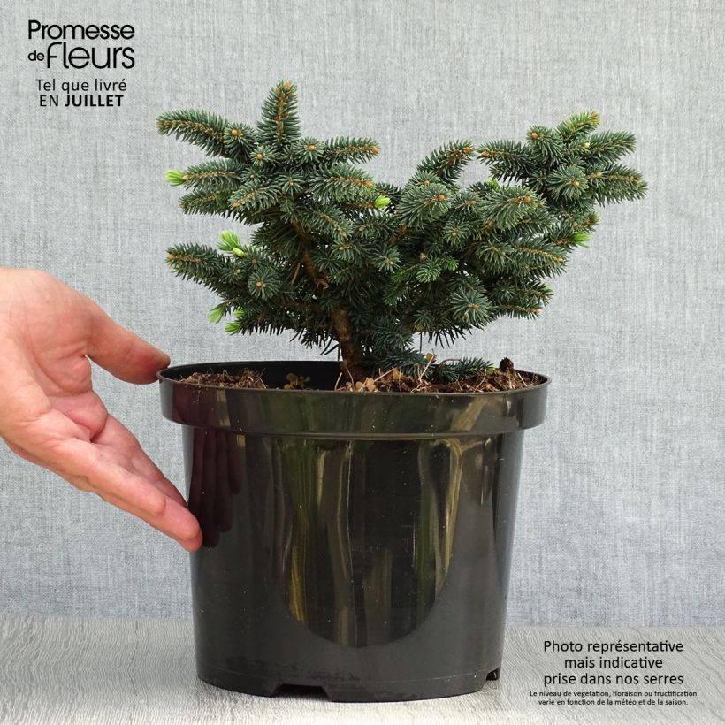 Ejemplar de Picea pungens Sonia - Pícea de Colorado Maceta 4L/5LAltura de entrega aprox. 15/20cm entregado en verano