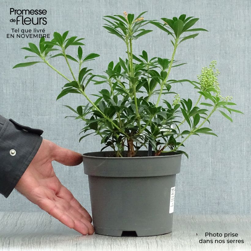 Ejemplar de Pieris japonica Debutante - Andrómeda Maceta 2L/3L entregado en otoño
