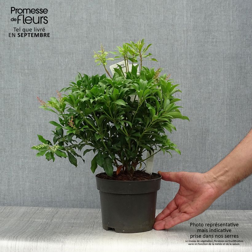 Ejemplar de Pieris japonica Pink passion - Andrómeda Maceta 2L/3L entregado en otoño