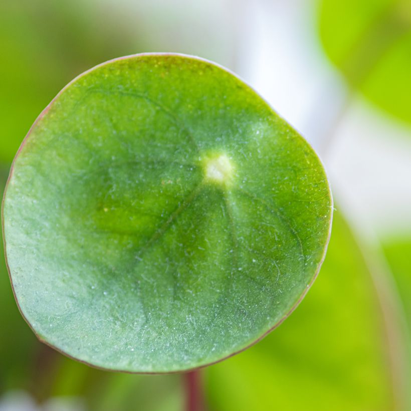 Pilea peperomioides - Planta del dinero china (Follaje)