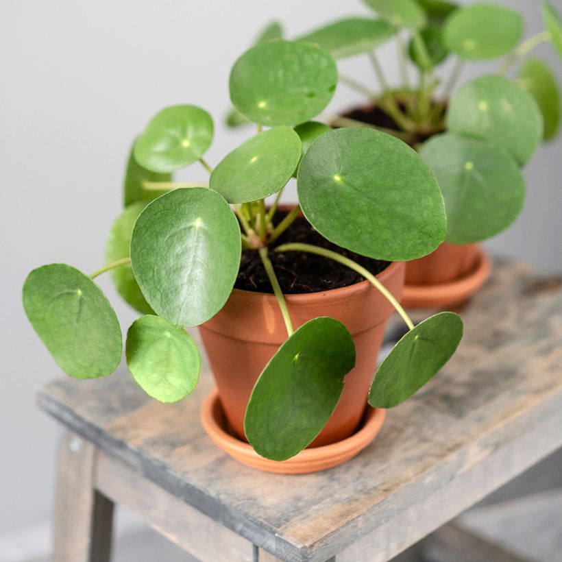 Pilea peperomioides - Planta del dinero china (Porte)