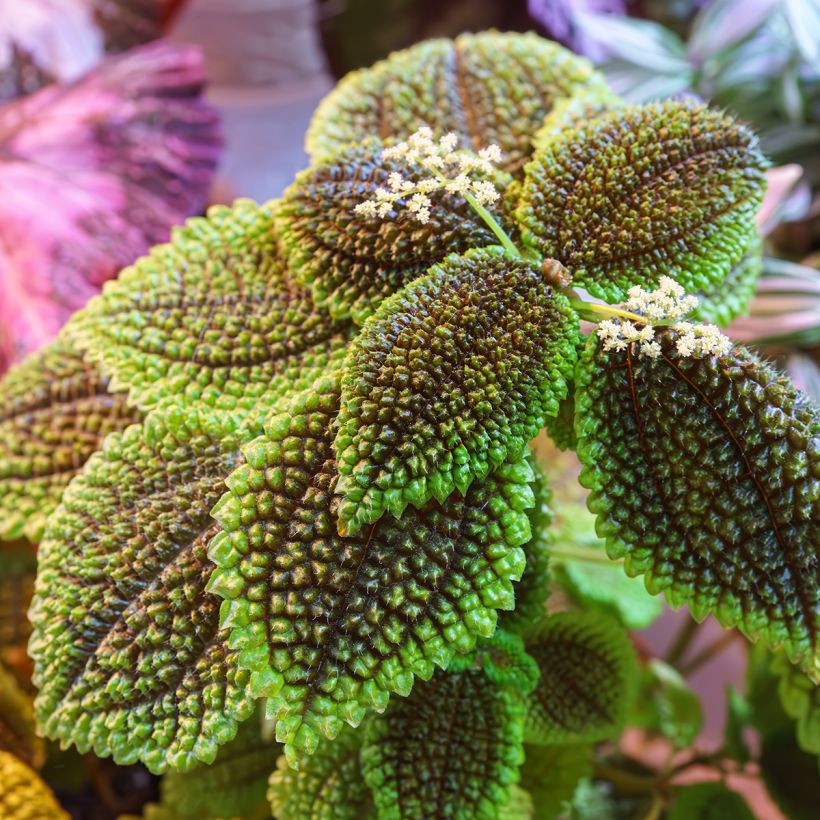 Pilea Moon Valley (Follaje)