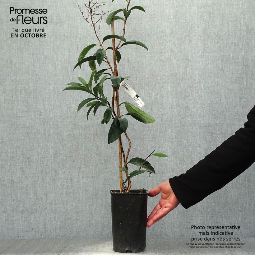 Ejemplar de Pileostegia viburnoides Maceta 2L/3L entregado en otoño