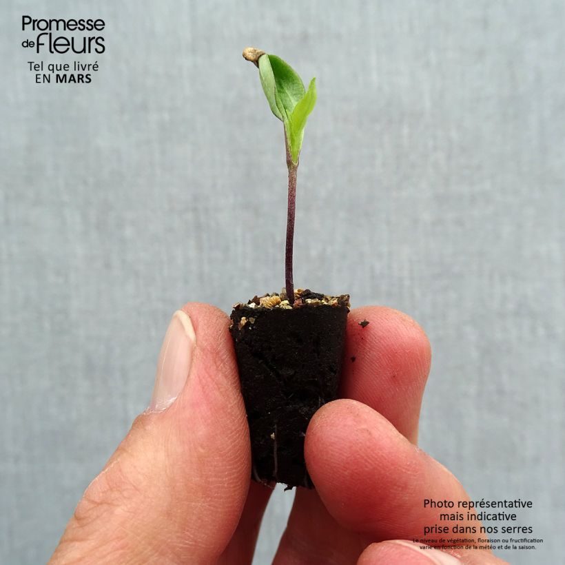 Pimienta de Cayena Gorria minicepellón: Ø 1,5/2,5 cm Ejemplar entregado en la primavera