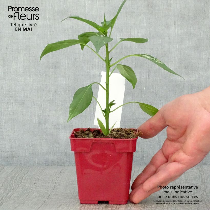 Pimienta de Cayena Impala Maceta de 10 cm/11 cm Ejemplar entregado en la primavera