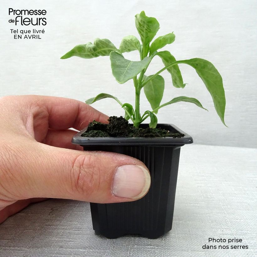Pimienta de Cayena (plantas) Maceta de 7/8 cm Ejemplar entregado en la primavera