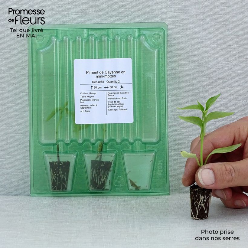 Pimienta de Cayena (plantas) minicepellón: Ø 1,5/2,5 cm Ejemplar entregado en la primavera