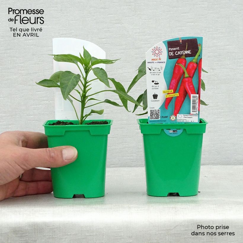 Pimienta de Cayena (plantas) Maceta de 10 cm/11 cm Ejemplar entregado en la primavera