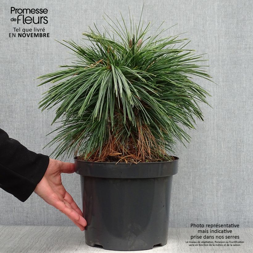 Ejemplar de Pinus schwerinii Wiethorst Maceta 7,5L/10L entregado en otoño