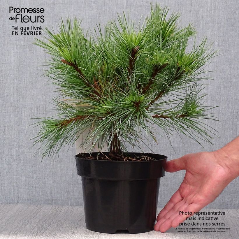 Ejemplar de Pino de Weymouth Blue Shag - Pinus strobus Maceta 2L/3L entregado en otoño
