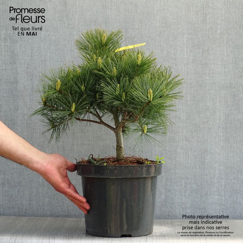 Pino de Weymouth Blue Shag - Pinus strobus Maceta 7,5L/10LAltura de entrega aprox. 40/50cm Ejemplar entregado en la primavera
